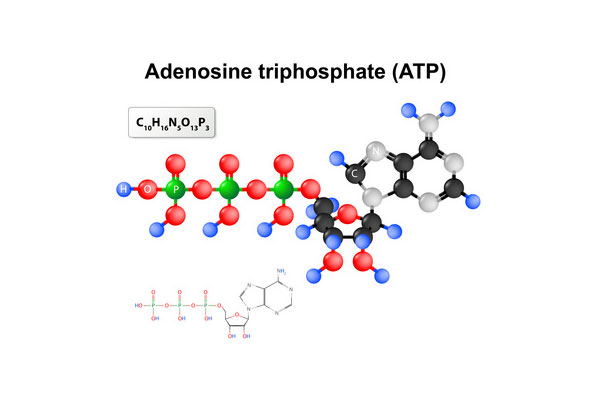 Tout savoir sur la molécule de l'énergie ATP - Parinat