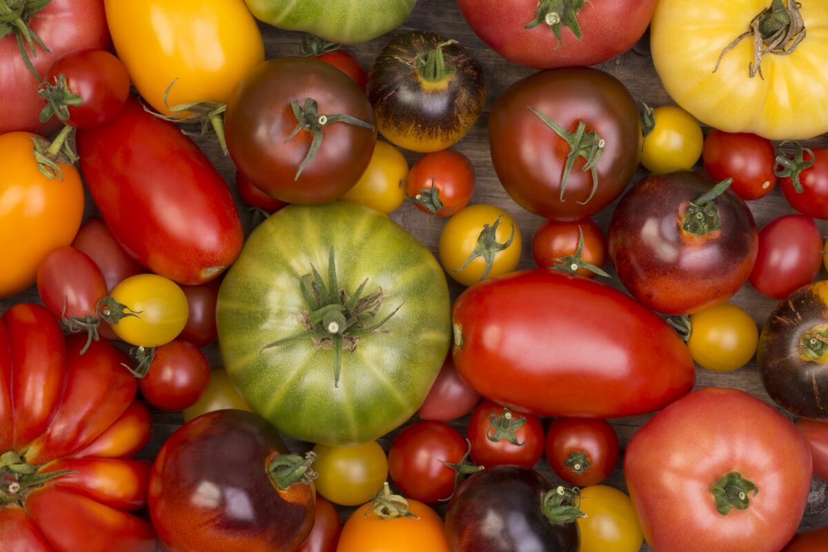 La tomate, un indispensable dans l’assiette